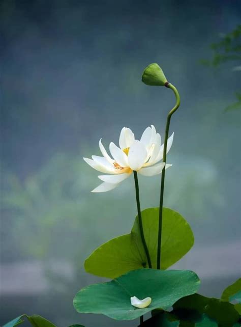 White Water Lilies With Green Leaves