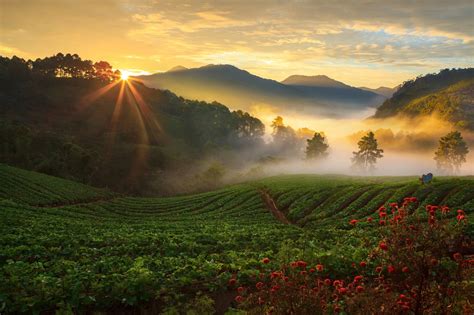 Misty Morning Sunrise In Strawberry Garden At Doi Ang Khang Moun