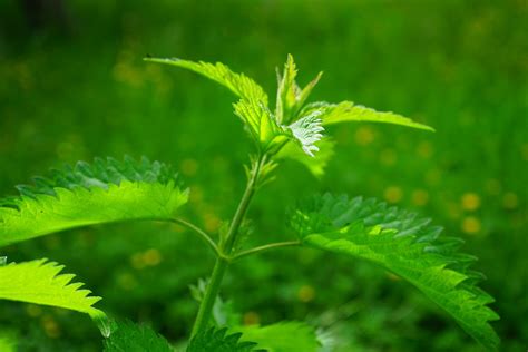 Urtica Dioica Mein Traumgarten