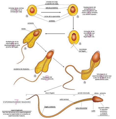 ¿cómo Se Forman Los Espermatozoides Gravida Fertilitat Avançada