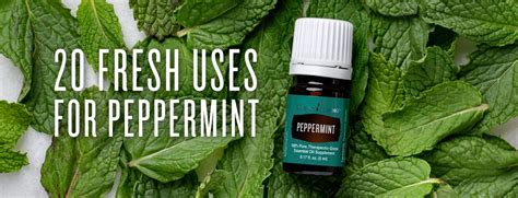 20 Fresh Uses for Peppermint • Abundance in Simplicity