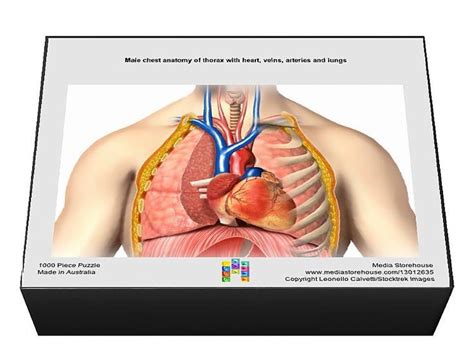 Print Of Male Chest Anatomy Of Thorax With Heart Veins Arteries And