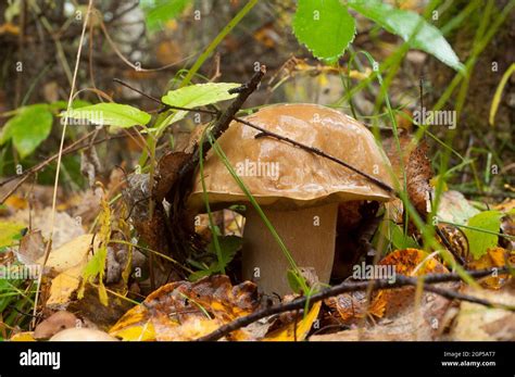 Boletus Edulis Nmente Conocido Como Penique Bun Porcino O Cep Es