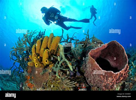 Caribbean coral reef with yellow tube sponge, Giant Caribbean barrel sponge and scuba diver ...