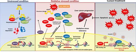 Histone Chaperone Fact Complex Mediates Oxidative Stress Response To