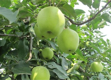 苹果树栽培技术｜现代矮砧密植苹果园夏季修剪的基本思路 搜狐大视野 搜狐新闻