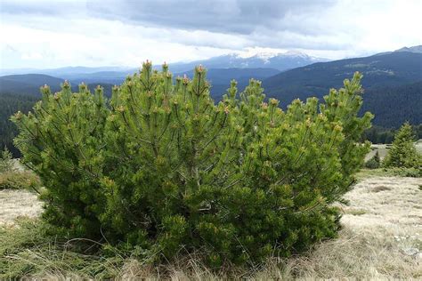 Dwarf Mugo Pine Care Guide | Plantly