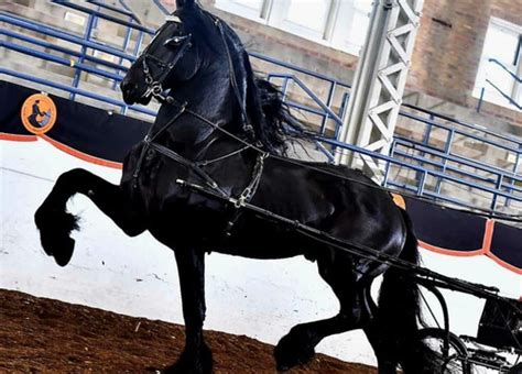 Breeding to Friesian stallion, Lauw Fan E' Goengamieden | Ravenscroft