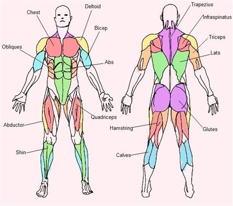 Human Body Muscles Diagram Front And Back