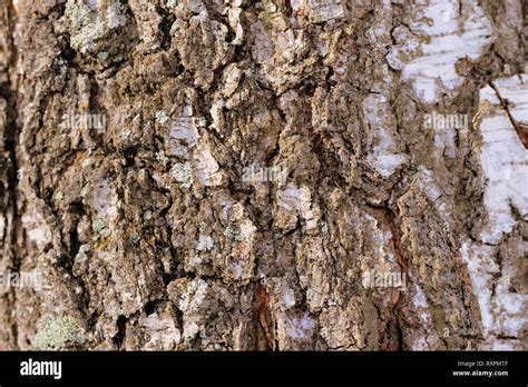 Birch Tree Bark Texture And Background Close Up Brown Color Toned