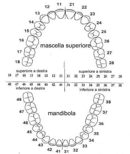 Numerazione Dentale O Come Si Numerano I Denti Traveltodentist