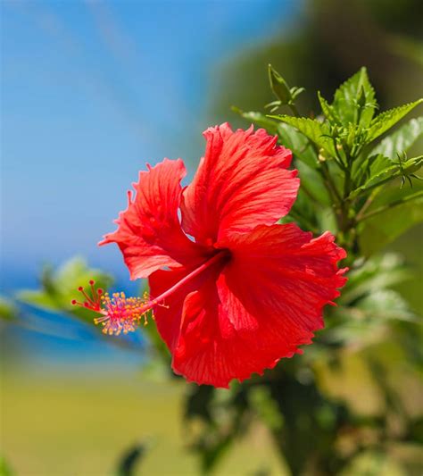 Why Use Hibiscus Leaves Powder (Thali Podi) For Your Hair - Healthy Hair