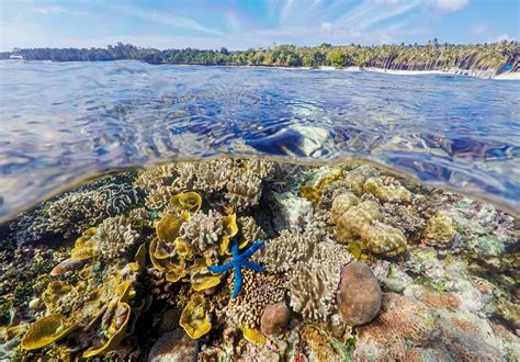 Spot Diving 4 Pulau Di Wakatobi Ini Miliki Keindahan Alam Bawah Laut