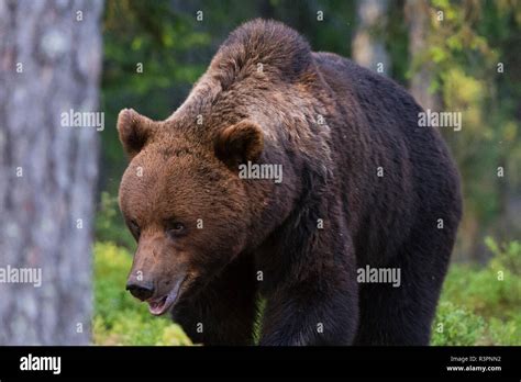 European Brown Bear Ursus Arctos Kuhmo Finland Stock Photo Alamy