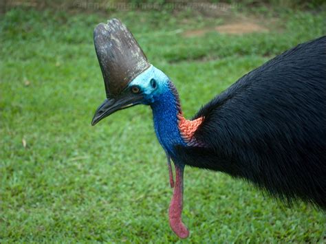 Southern Cassowary Photo Image 10 Of 25 By Ian Montgomery At Au