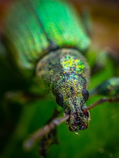 Green Grasshopper Close Up Photo · Free Stock Photo