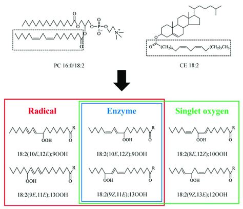 1 Palmitoyl 2 Linoleoyl Sn Glycero 3 Phosphocholine PC 16 0 18 2 And