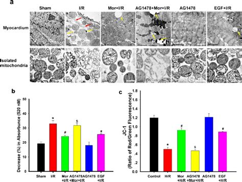 Mitochondrial Morphology And Results Of The Mptp Opening Test A The