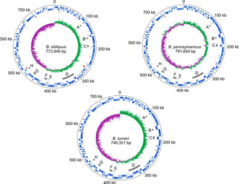 Genome Evolution In An Ancient Bacteria Ant Symbiosis Parallel Gene