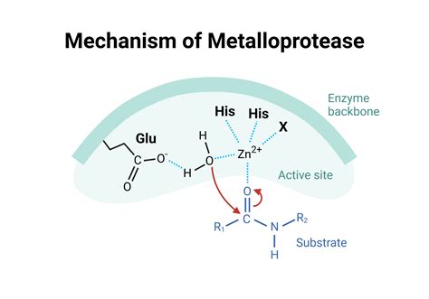 Mechanism Of Metalloprotease BioRender Science Templates