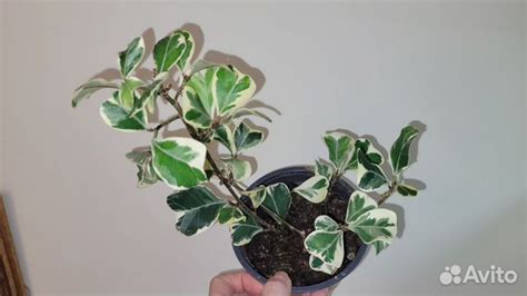 Фикус триангулярис вайт марджин купить в Самаре | Товары для дома и ...