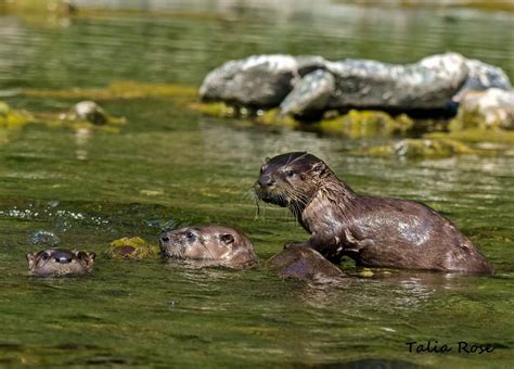 Otter pups : r/Otters