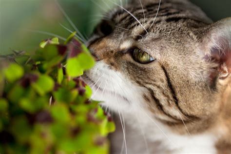 Liste Des Plantes Toxiques Pour Votre Chat Recette Mamie Et Papi