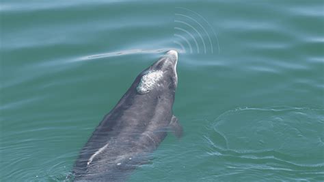 The Shannon Dolphin Symphony Irish Whale And Dolphin Group