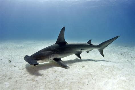 Hammerhai Alles Wissenswerte Zum Gef Hrlichen Hai Simfisch De