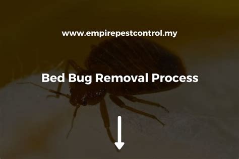 Bed Bug Removal Process: The Steps You Need to Know