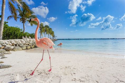 book  expensive caribbean vacation     cheaper