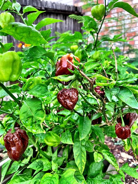 Naga Viper Pepper Seeds 41 Off Th