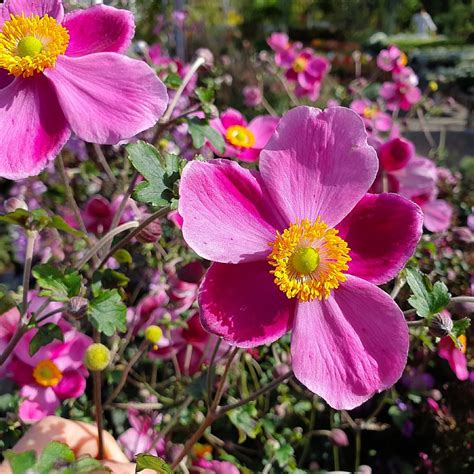 Anemone Hupehensis Praecox Find Haveplanter