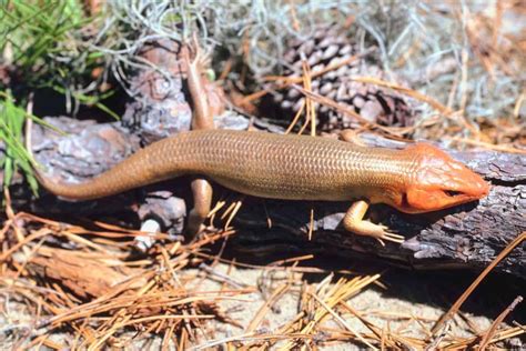 Native Oklahoma Lizards On Sale