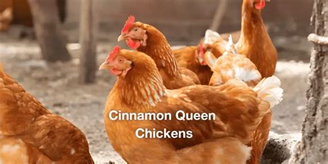 Cinnamon Queen Chicken All You Need To Know ChickenJournal