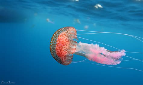 Méduse pélagique Pelagia noctiluca Méditérranée Cassis Flickr