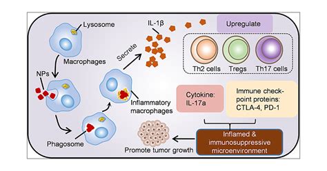 Nanoplastics Shape Adaptive Anticancer Immunity In The Colon In Mice