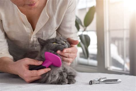 Tips For Grooming Long Haired Cats Pittsboro Vets