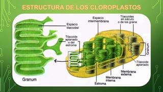 Célula vegetal Cloroplastos biología celular.pptx