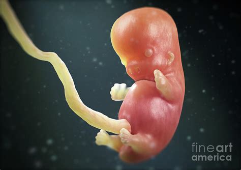 Human Fetus At 8 Weeks 1 By Medical Graphics Michael Hoffmann Science