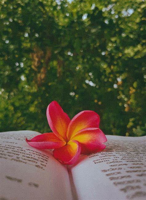 Aesthetic flower on the Book 🌼 ️ | Nature photography flowers, Flowers photography wallpaper ...