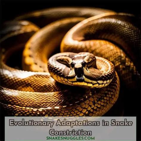 Discover How Tight a Python Can Squeeze - Facts & Research