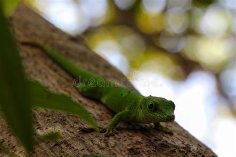 Green lizard gecko stock image. Image of green, macro - 105422569