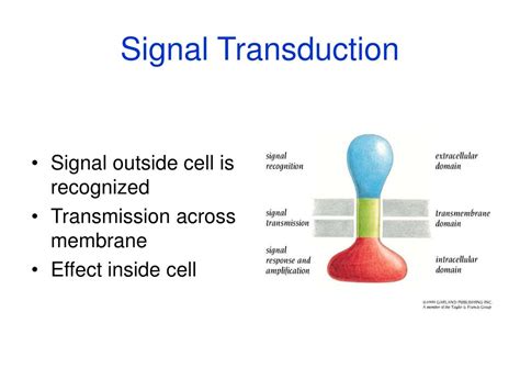 PPT - Signal Transduction PowerPoint Presentation, free download - ID:4280857