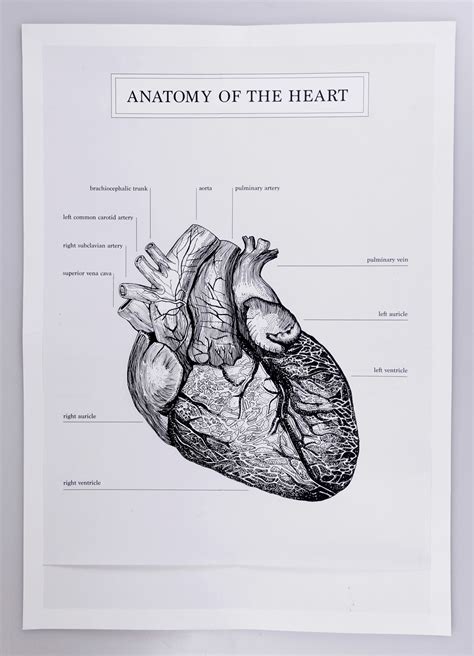 heart anatomy expressions  visual  behance