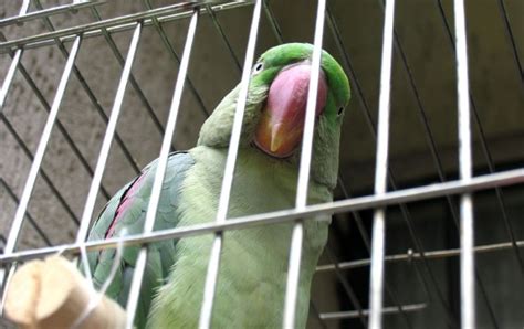 Green Parrot in Cage wallpapers