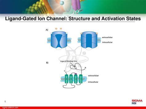 PPT - Ligand-Gated Ion Channel: Structure and Activation States ...