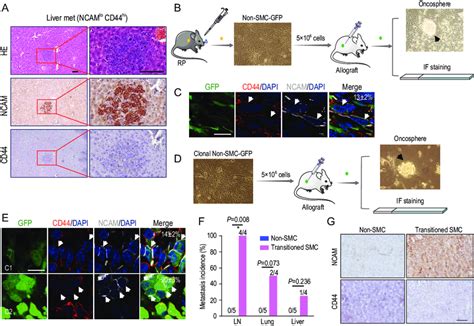 Phenotypic Transition From Non SMC To SMC Contributes To SCLC