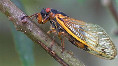 Periodical Cicadas Overrun The Forest Planet Earth Bbc Earth Youtube