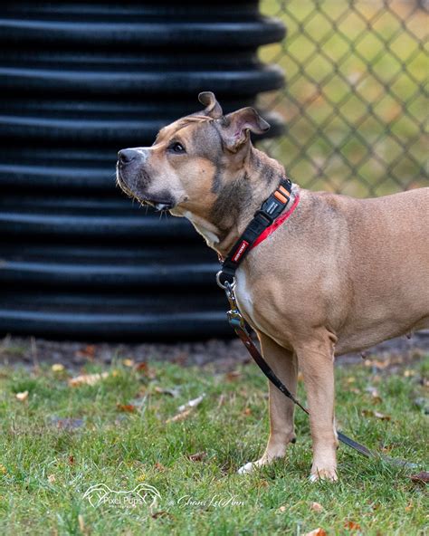 wild animal rescue verona 6